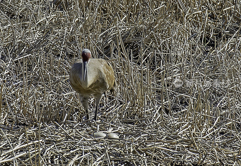 沙丘鹤(Antigone canadensis)是北美洲和西伯利亚东北部的一种大型鹤。黄石国家公园，怀俄明州。在有两个蛋的巢里。